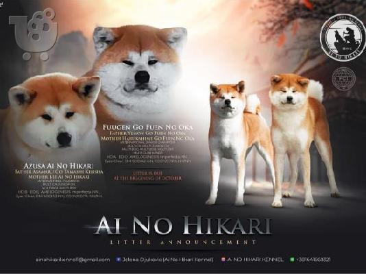 PoulaTo: Γιαπωνέζικο Akita Inu κουτάβια