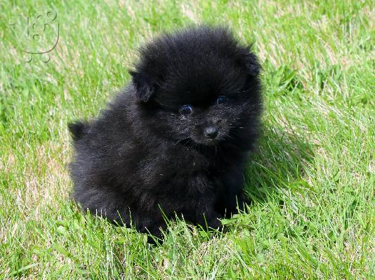PoulaTo: Pomeranian Κουτάβια