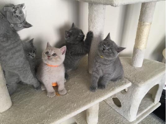 PoulaTo: kittens for adoption