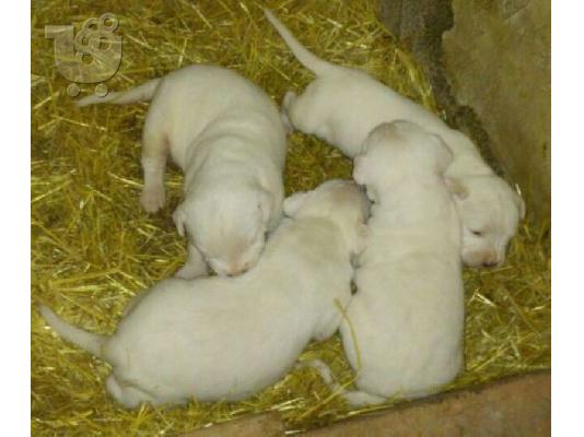 Dogo Argentino