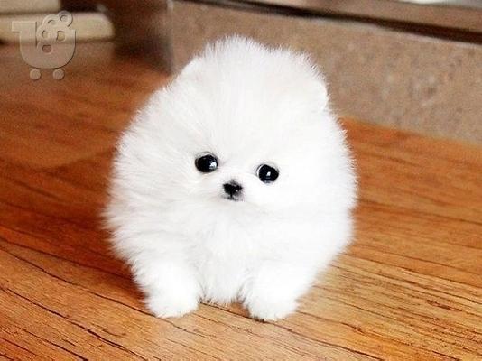 PoulaTo: Mini pomeranian κουτάβια