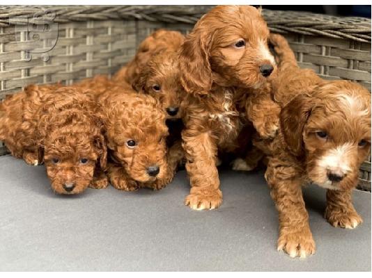 Το υπέροχο cavapoo μας είχε μια γέννα από 6 κόκκινα
