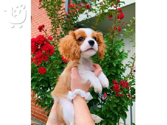 Πωλείται Cavalier King Charles Spaniel