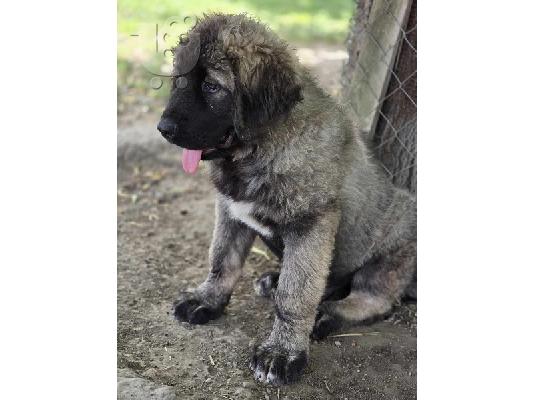 Κουτάβια Caucasian Shepherd κορυφαίας ποιότητας