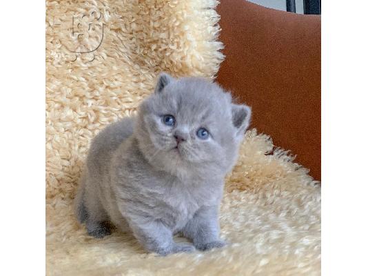 Καταχωρήθηκε όμορφη γάτα shorthair