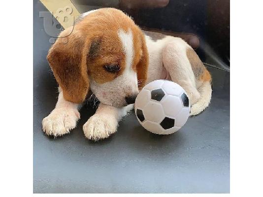 PoulaTo: Beagle puppy is now ready for adoption