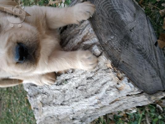 Πωλούνται Λαμπραντόρ 6938445717