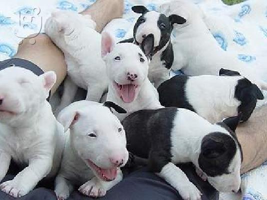 PoulaTo: bull terrier
