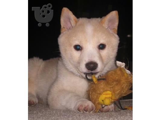 PoulaTo: Shiba Inu - Σίμπα Ίνου