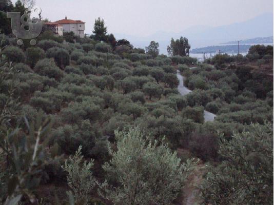 Ελαιοπερίβολο-Φυτόκο Βόλου