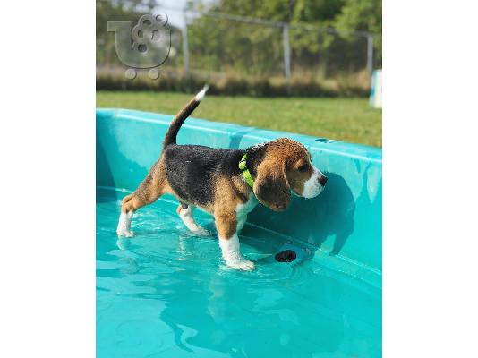 prekrasan beagle spreman