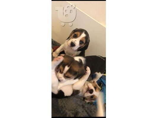 Beagle κουτάβια διαθέσιμα προς πώληση