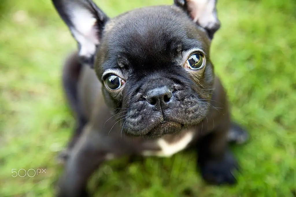 PoulaTo: French bulldog black