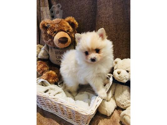 PoulaTo: Πλήρης γενεαλογικά Pemeranian Puppies