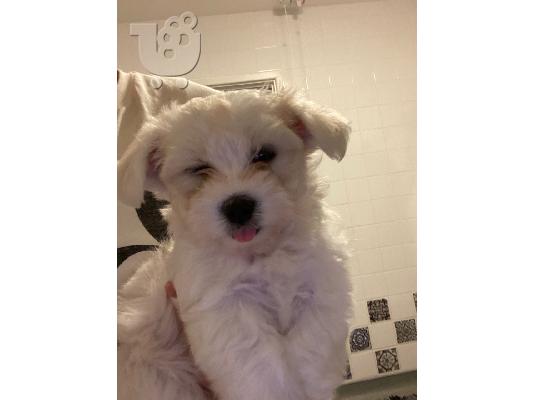 PoulaTo: Μίνι Μαλτεζικά  /  Mini Maltese