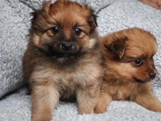 PoulaTo: POMERANIAN