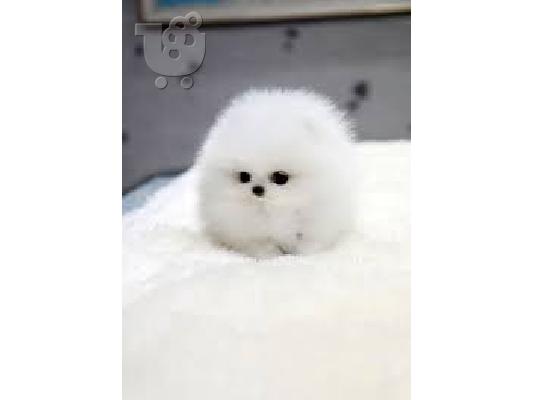 PoulaTo: Υγιή έθεσε Pomeranian κουτάβια διαθέσιμα