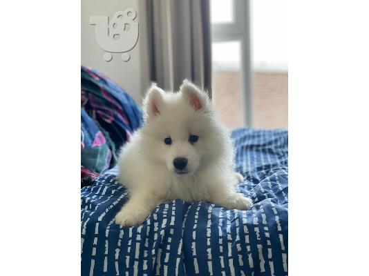 PoulaTo: Γεια, πουλάμε όμορφο κοριτσάκι samoyed girl. Όλος ο