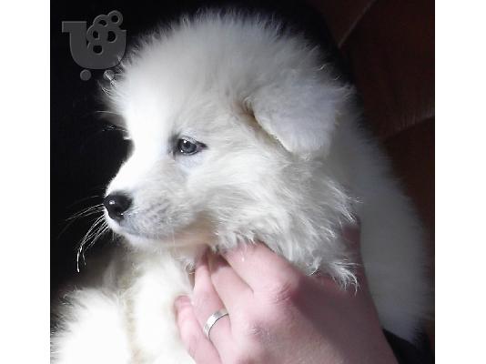 Samoyed Diathésima arseniká kai thilyká.