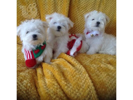 PoulaTo: Lovely Maltes Pups Πλήρως δοκιμασμένο για την υγεία