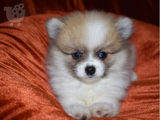 PoulaTo: Spitz mini bicolour