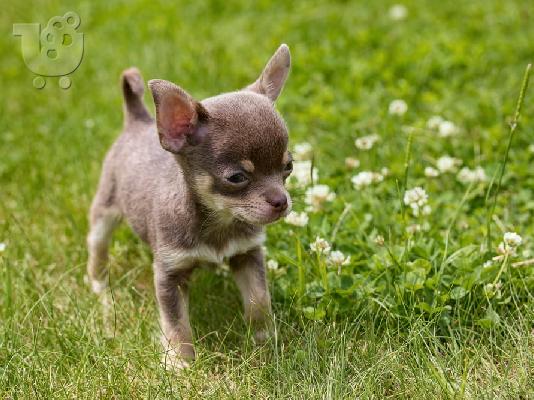 PoulaTo: Chihuahua toy