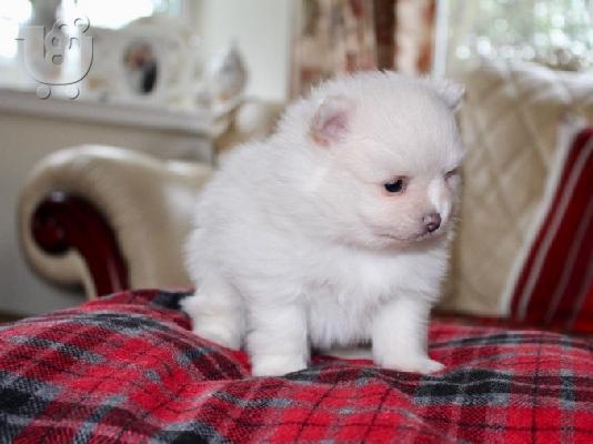 Λευκά Pomeranian Puppies