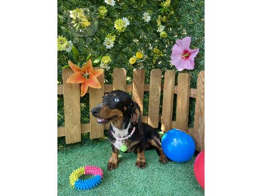 Νάνος Dachshund εξωτικά χρώματα