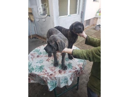 Cane Corso κουτάβια προς πώληση