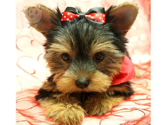 Αρσενικά και θηλυκά κουτάβια Yorkie