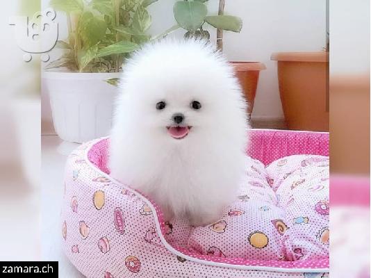 Πολύτιμα και χαριτωμένα κουτάβια Pomeranian