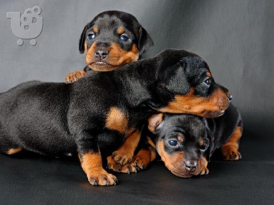 PoulaTo: Pinscher mini