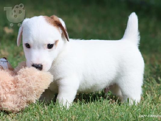 PoulaTo: Jack Russel