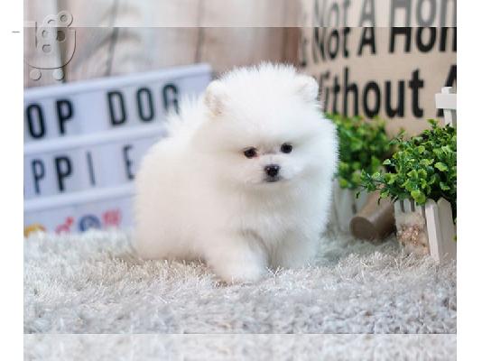 όμορφα Pomeranian Puppies προς πώληση