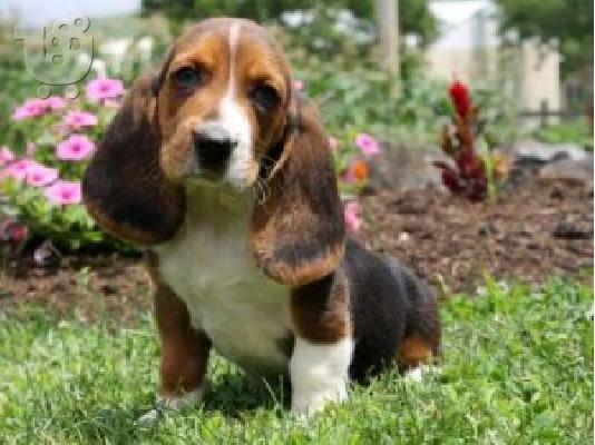 PoulaTo: Deep Dream Basset Hound κουτάβια