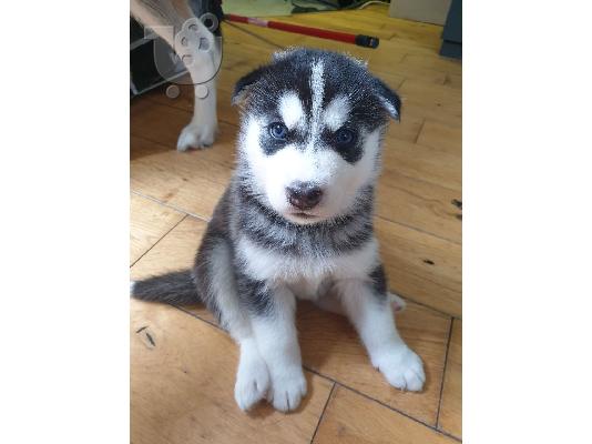 Όμορφη σκυλιά σούβλας husky προς πώληση