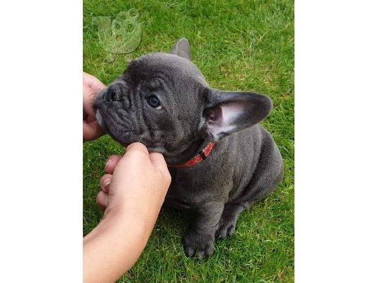 όμορφο γαλλικόBulldog έτοιμο για το νέο σπίτι τους