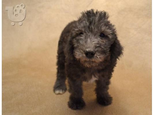 PoulaTo: Καθαρόαιμο κουτάβια terrier bedlington