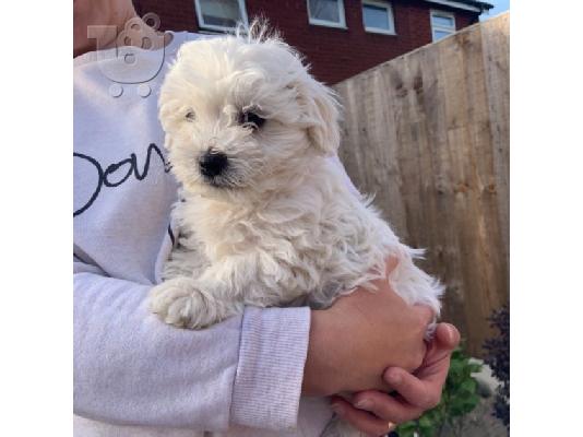 Το αξιολάτρευτο κουτάβι Bichon Maltese είναι πολύ υγιές και παιχνιδιάρικο αγαπά τα παιδιά...
