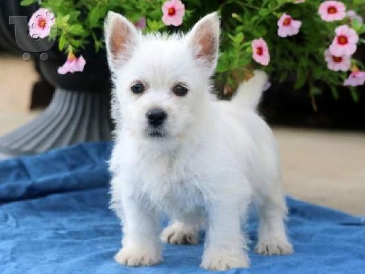 PoulaTo: Υπέροχα κουτάβια West Highland White Terrier.