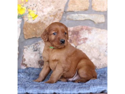 PoulaTo: Κουτάβια Golden Irish Setter