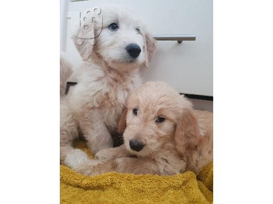 PoulaTo: όμορφα κουτάβια Golden Retriever προς πώληση.