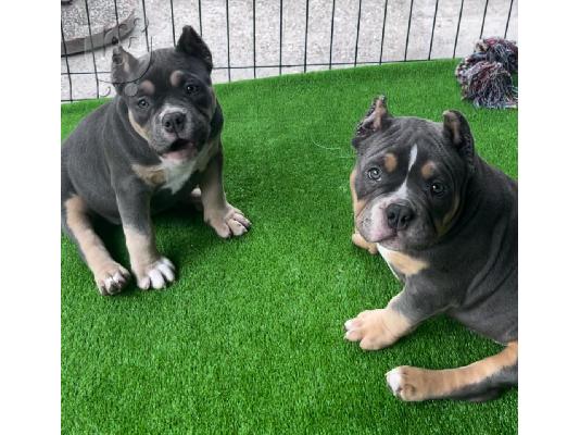 PoulaTo: American Bully Pocket κουτάβια