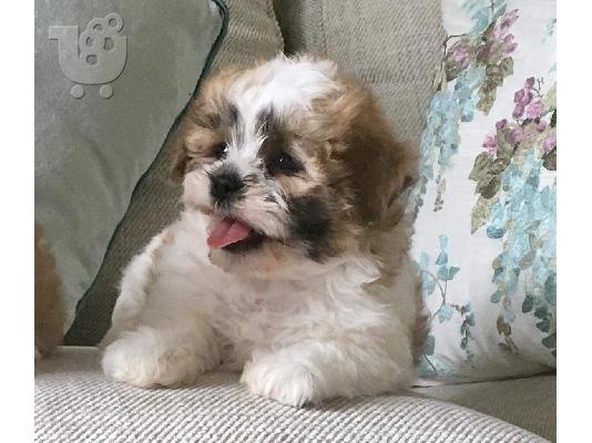PoulaTo: Πανέμορφο Shih Tzu προς πώληση.