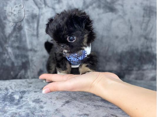PoulaTo: Όμορφα κουτάβια chihuahua