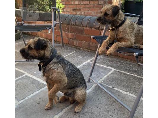 Κουτάβια Muffin Border Terrier