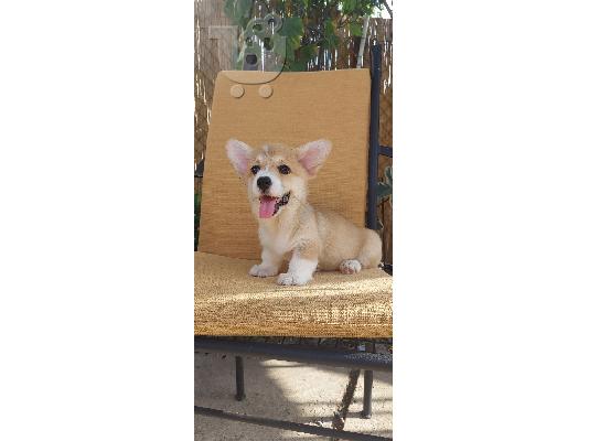 Pembroke Welsh Corgi κουτάβια