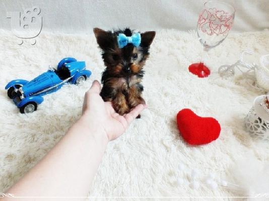 PoulaTo: Yorkshire Terrier Puppies For Adoption