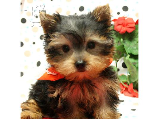 Αρσενικά και θηλυκά κουτάβια Yorkie