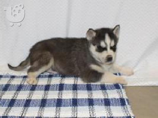 PoulaTo: Γενέθλια Μπλε Eyes Σιμπέρια Husky κουτάβια διαθέσιμα